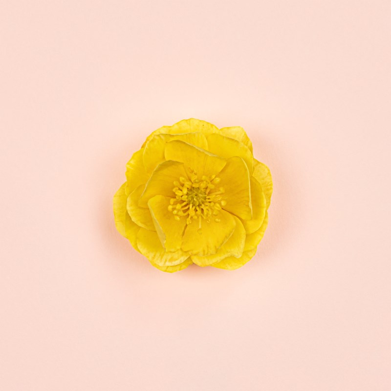 bloom ambrosia d'oro parfum 5