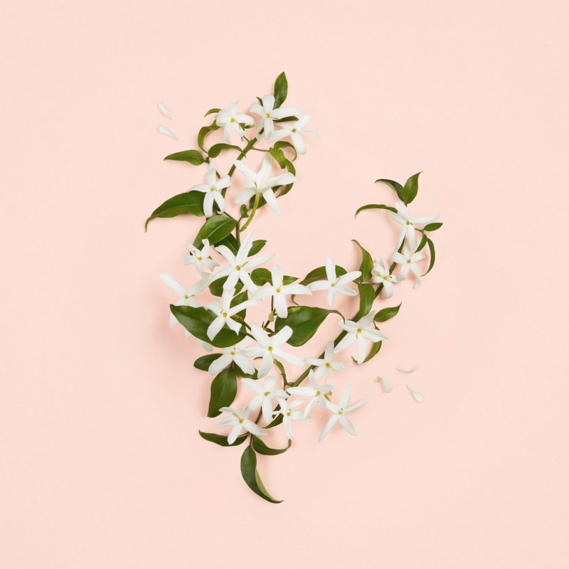 bloom ambrosia d'oro parfum 6