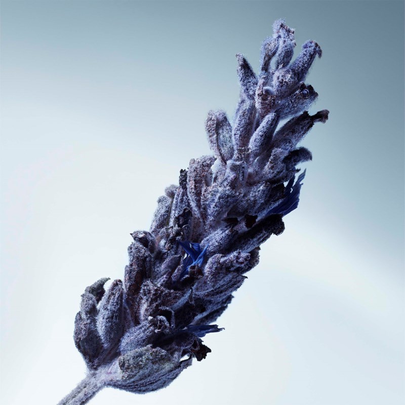 Matiere Premiere Metal lavender eau de parfum herr – bild 8