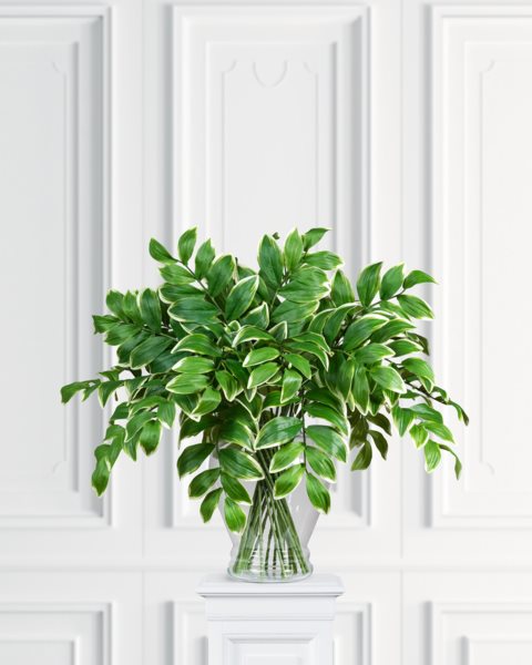 placeholder-image
