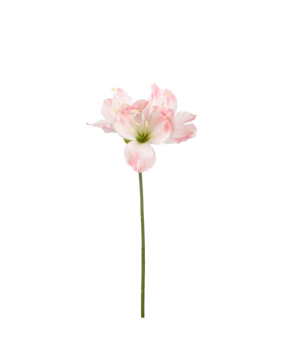 Amaryllis snittblomma, rosa från Newport