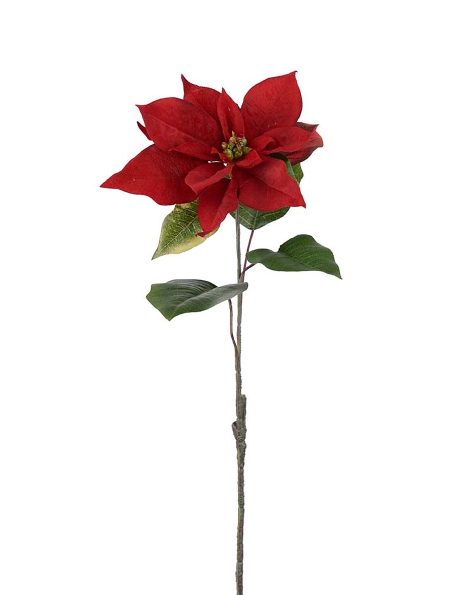 Julstjärna snittblomma röd 50 cm, röd från Newport