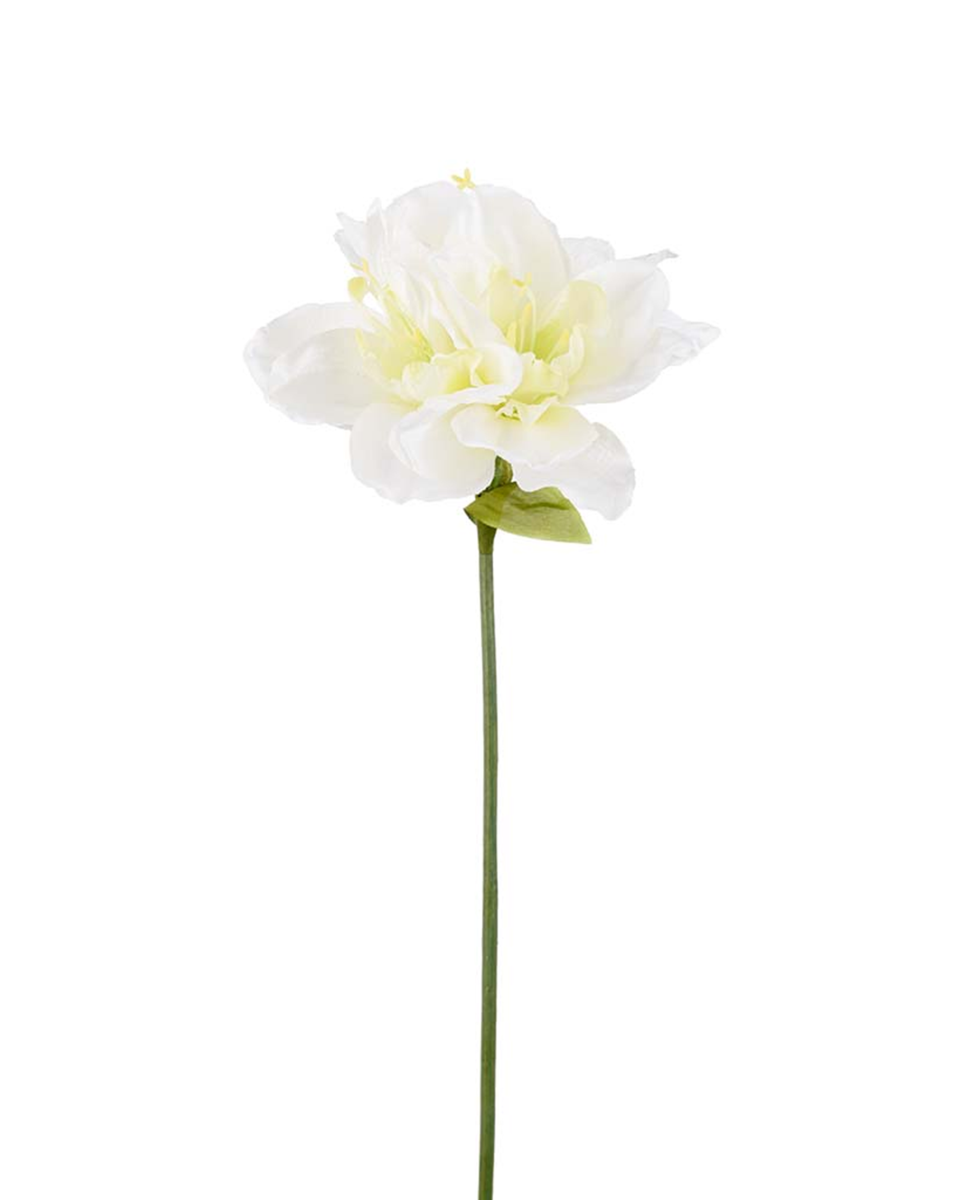 Amaryllis snittblomma vit 63x20 cm, vit från Newport