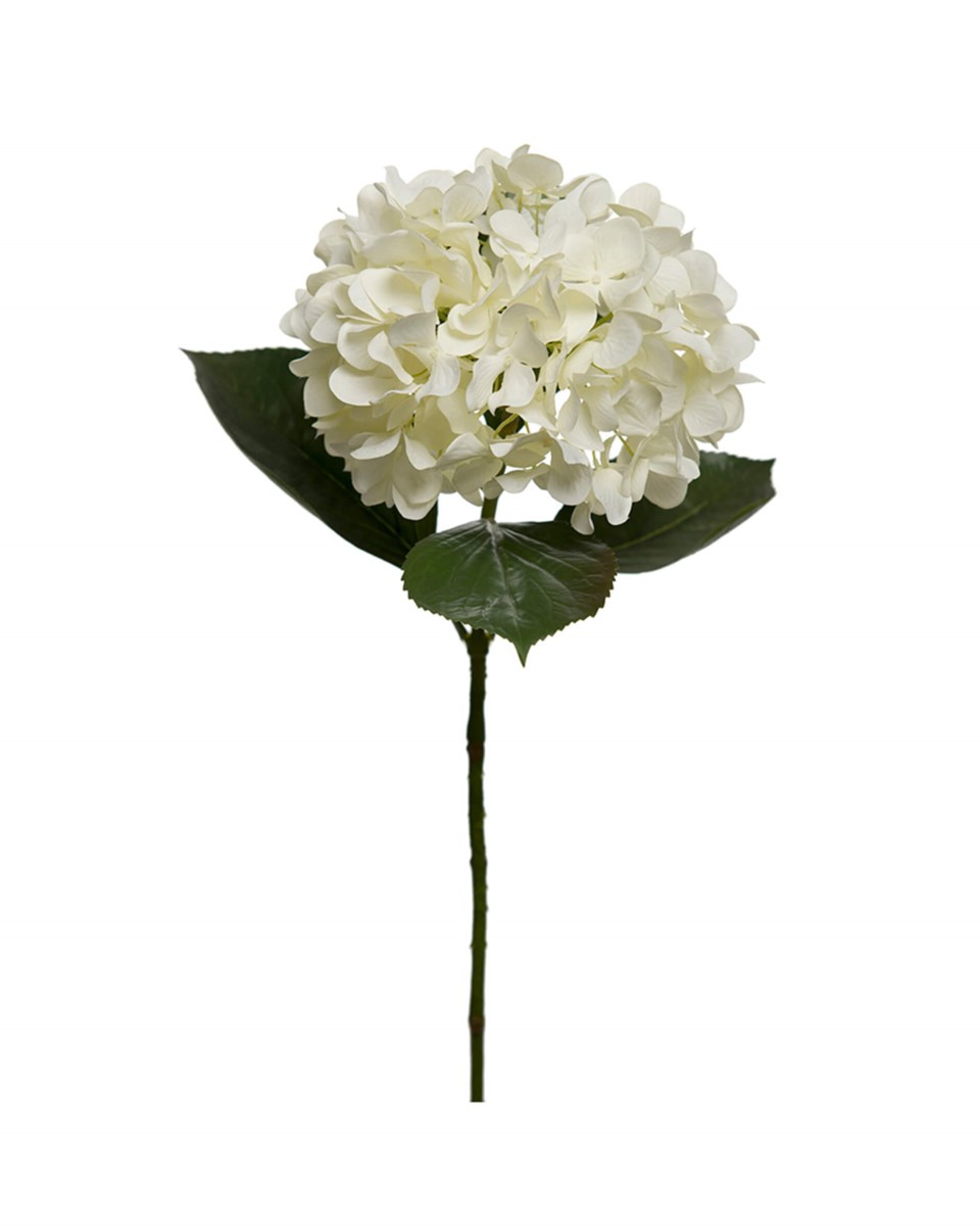 Hortensia snittblomma, vit från Newport