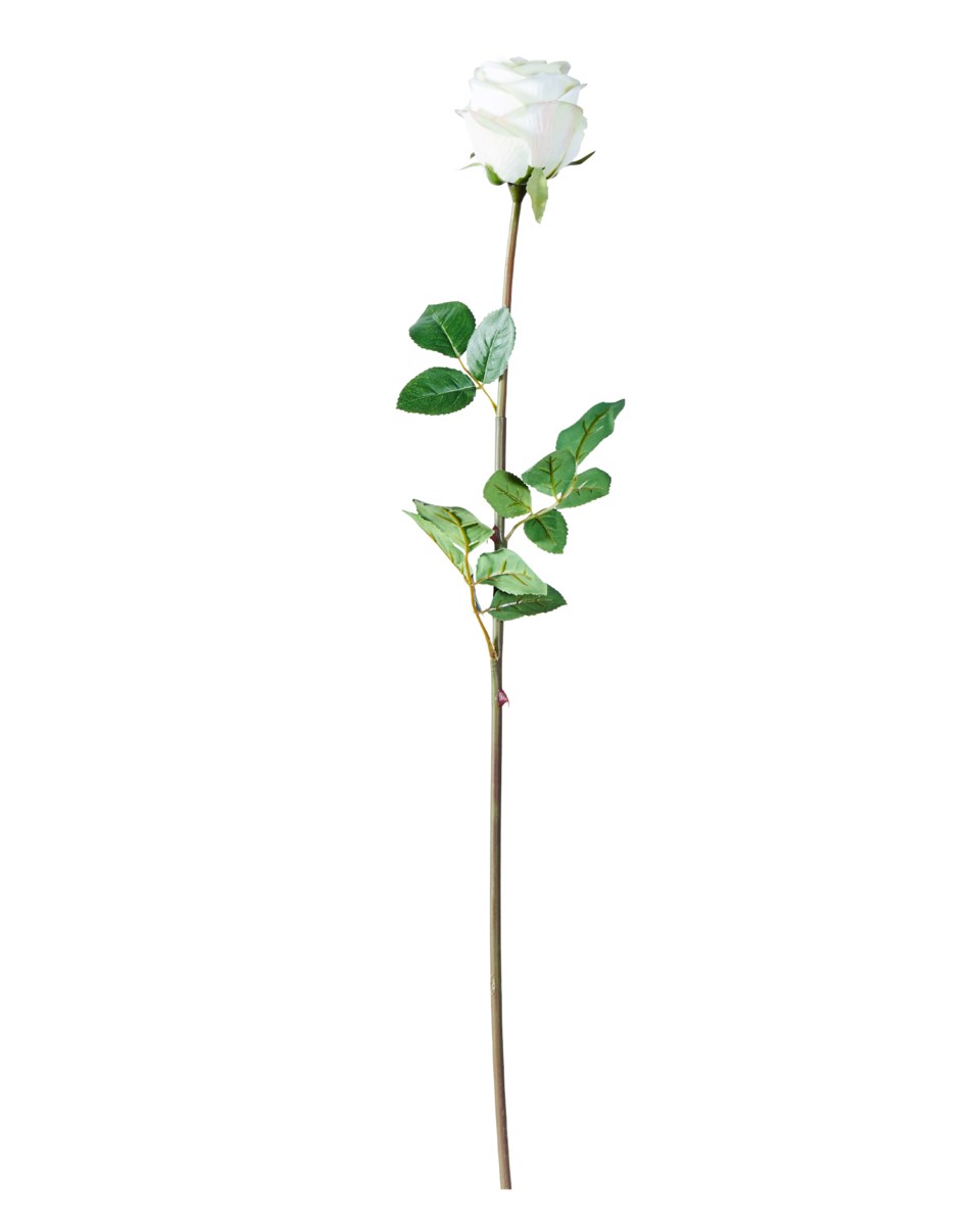 Ros snittblomma, vit från Newport
