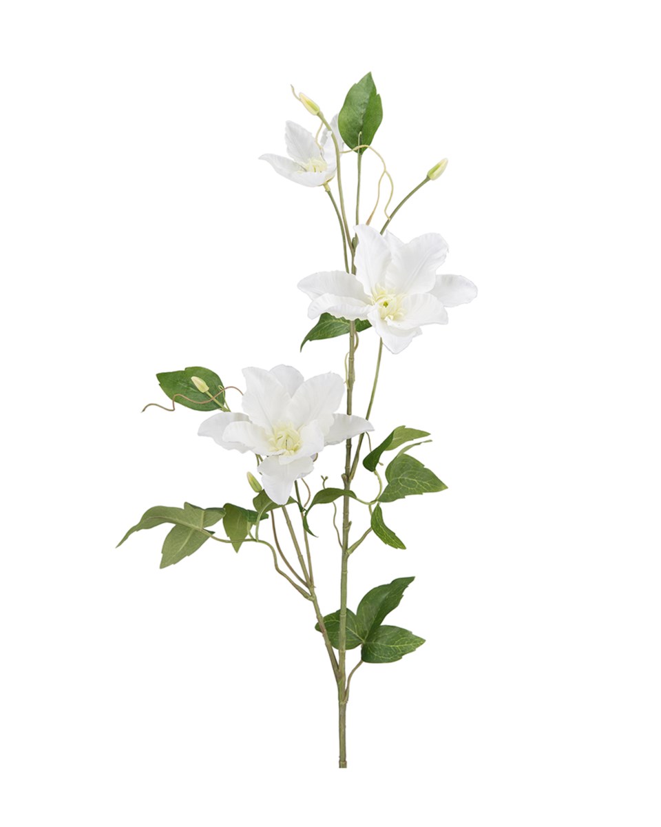 Klematis snittblomma vit/grön 85 cm, vit/grön från Newport