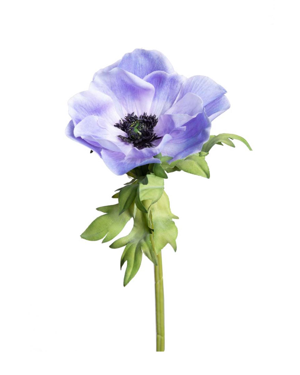 Anemon snittblomma, blå från Newport