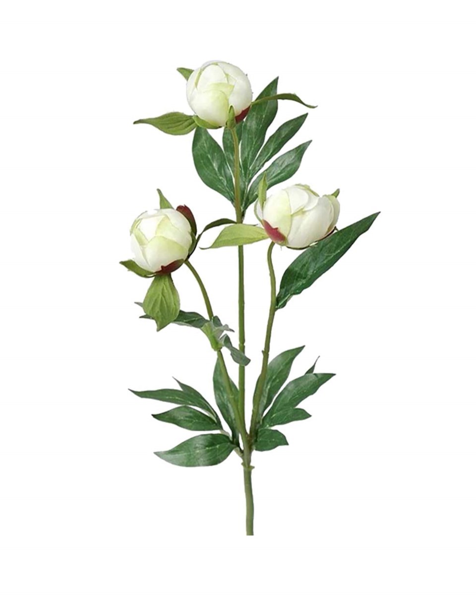 Pion snittblomma vit 45 cm, vit från Newport