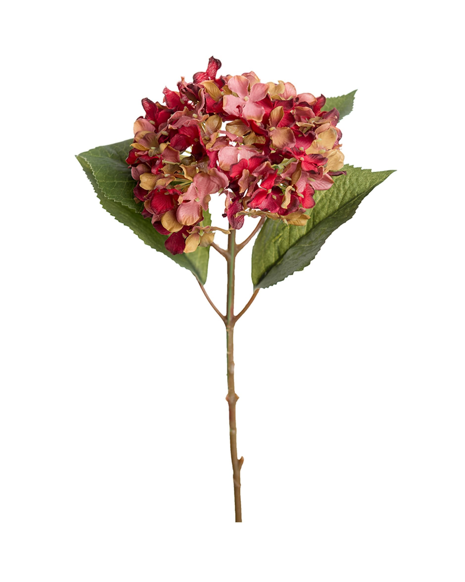 Newport - Hortensia snittblomma röd/grön 40 cm | NK