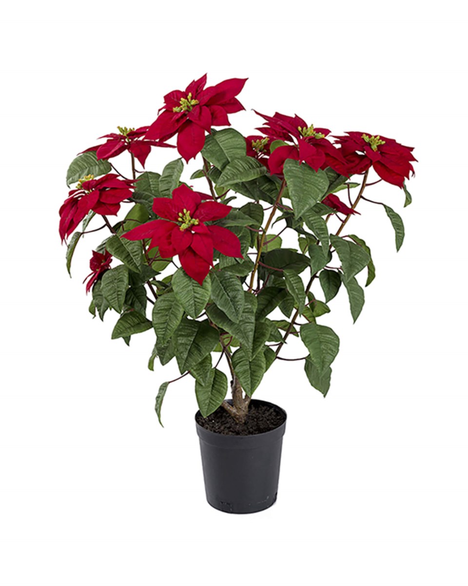 Julstjärna konstväxt grön/röd 70 cm, grön/röd från Newport