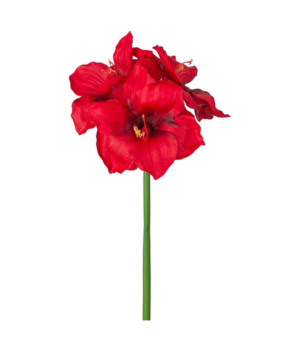 Amaryllis snittblomma röd 65 cm, röd från Newport