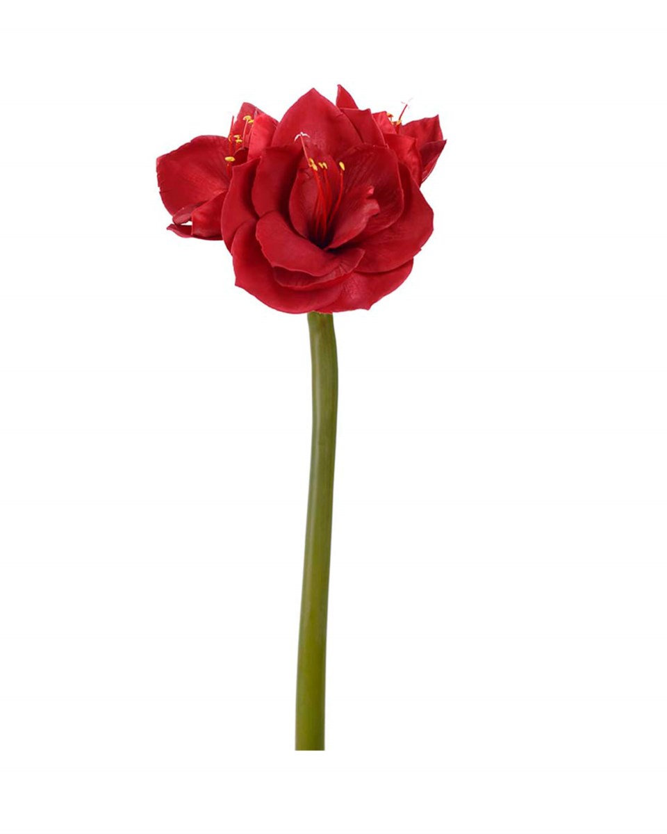Amaryllis snittblomma, röd från Newport