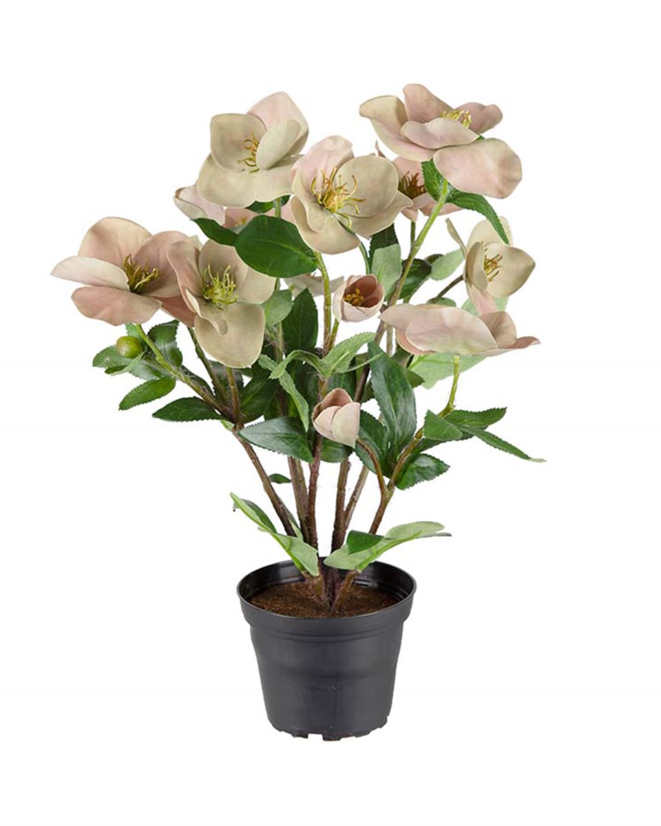 Julros konstväxt, rosa från Newport