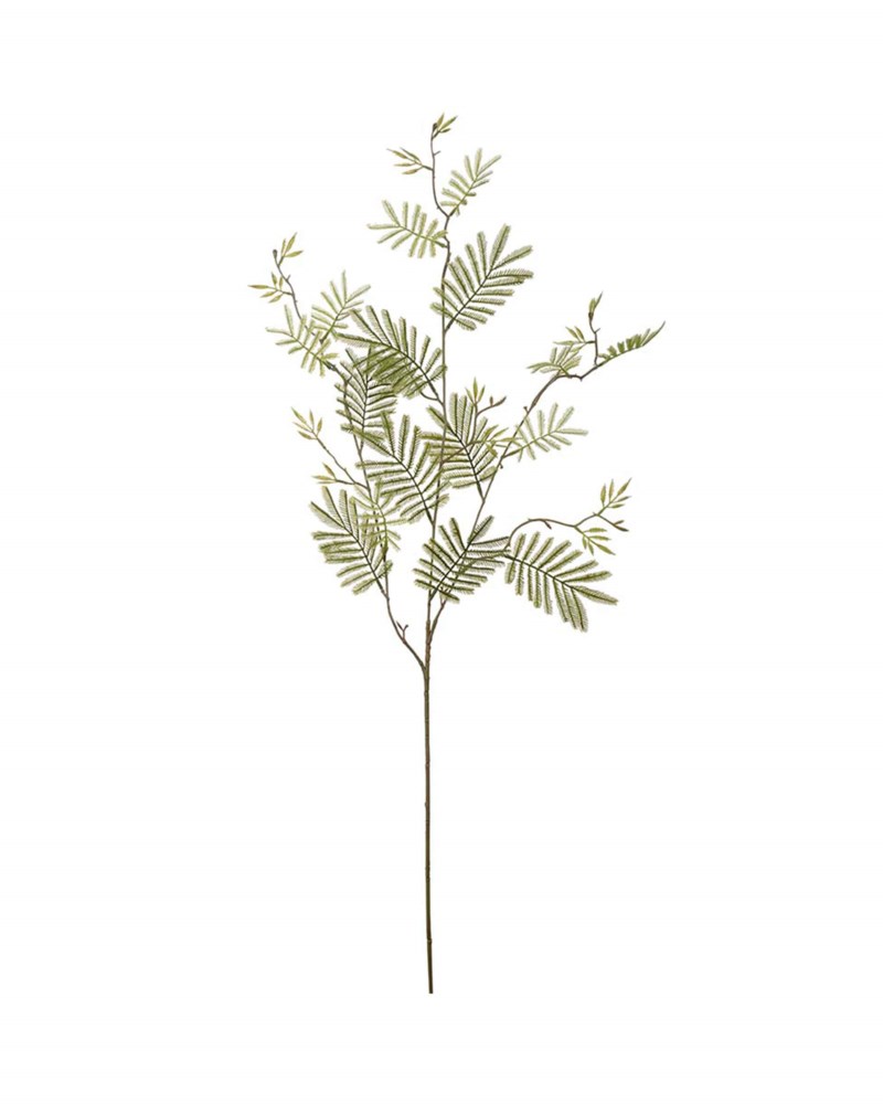 Mimosa snittblomma grön 110 cm