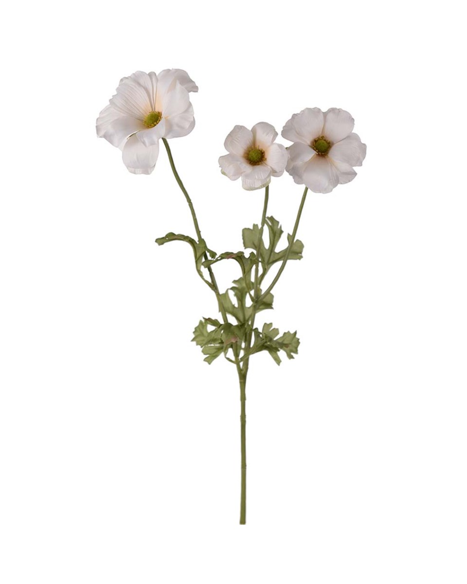 Fjärilsranunkel snittblomma vit/grön 54 cm, vit/grön från Newport