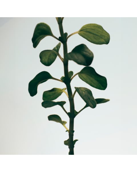 placeholder-image