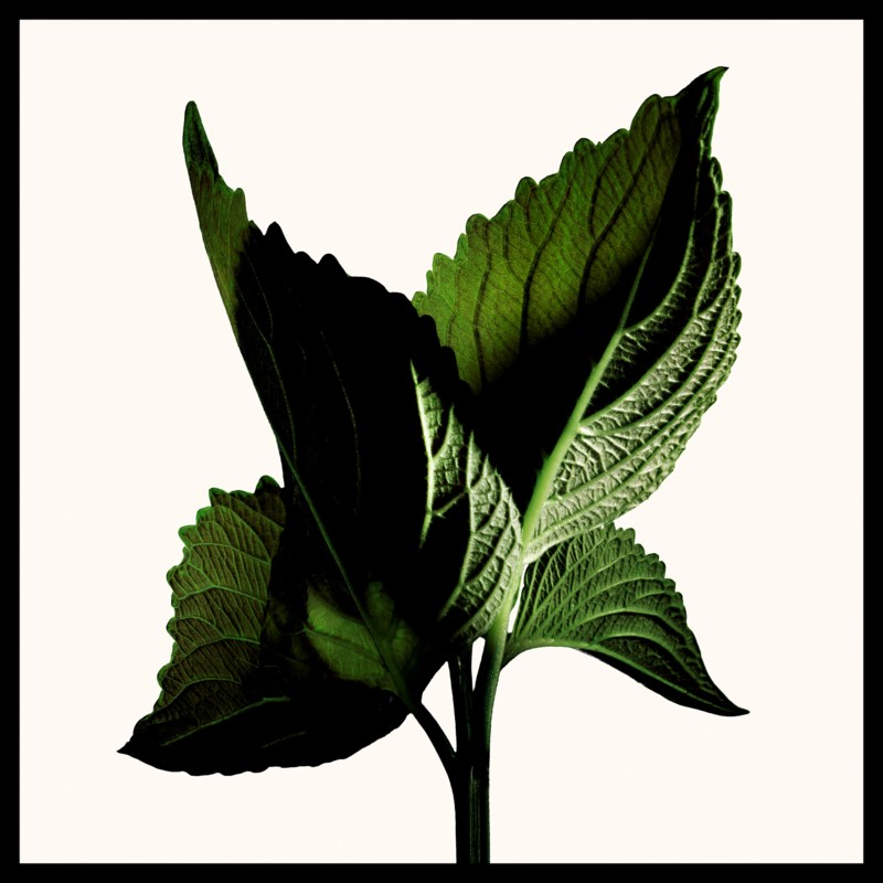Black orchid reserve 2