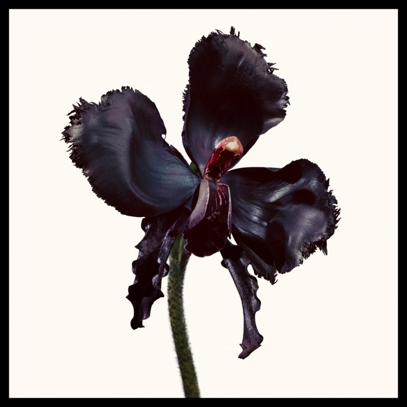Black orchid reserve 3